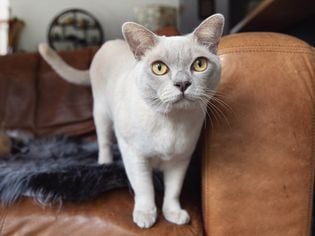 Burmese: Cat Breed Profile, Characteristics & Care