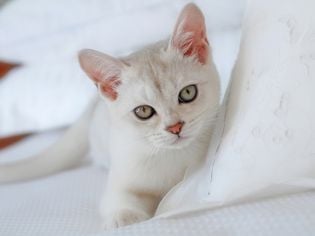 Burmilla: Cat Breed Profile, Characteristics & Care