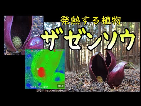 発熱植物って知ってる？スカンクキャベツの驚くべき能力とガーデニングに役立つ温度調節の秘密