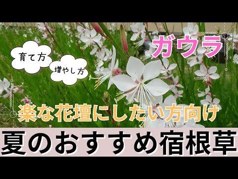 ガウラは本当に手間いらず？長く楽しむための育て方と管理のコツ
