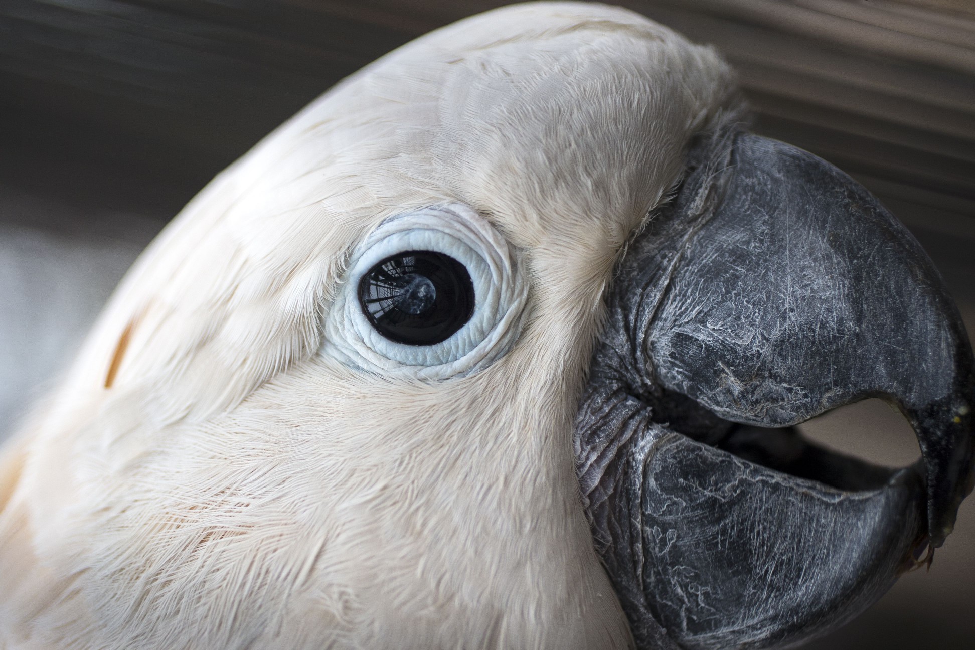 Cacatua moluccensis