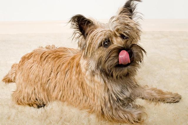 cairn terrier lays on carpet while licking lips