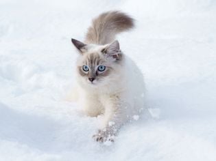 Fact or Fiction: Can Cats Get Frostbite?
