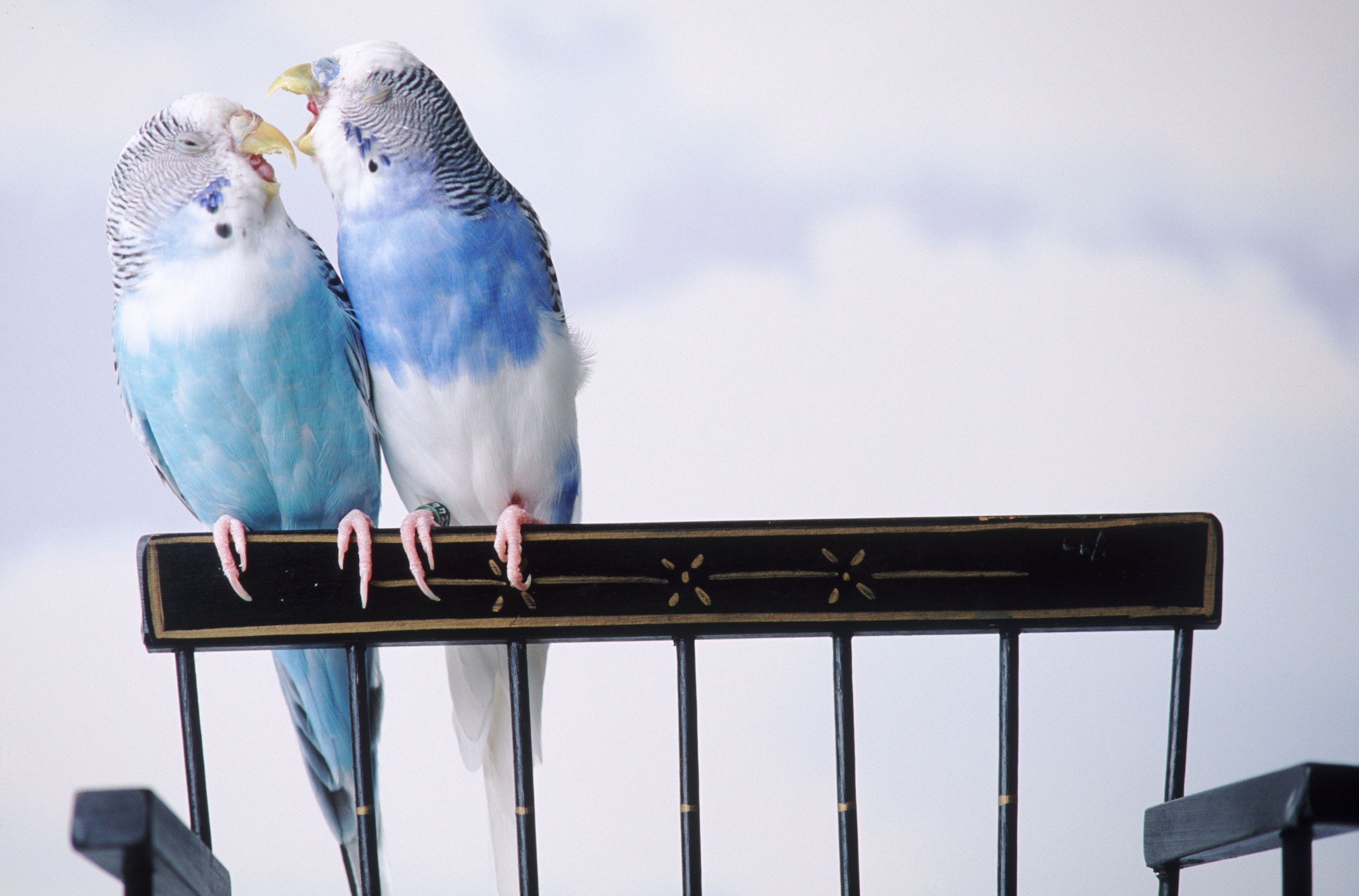 Two cantankerous parakeets squawking on top of a chair.