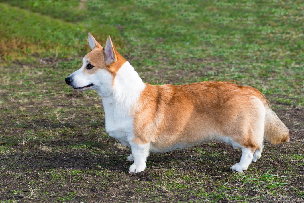 Cardigan Welsh corgi profile.