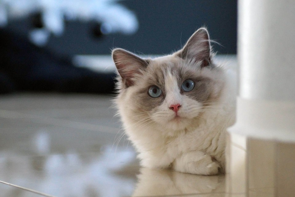 A ragdoll cat peeking around a corner.