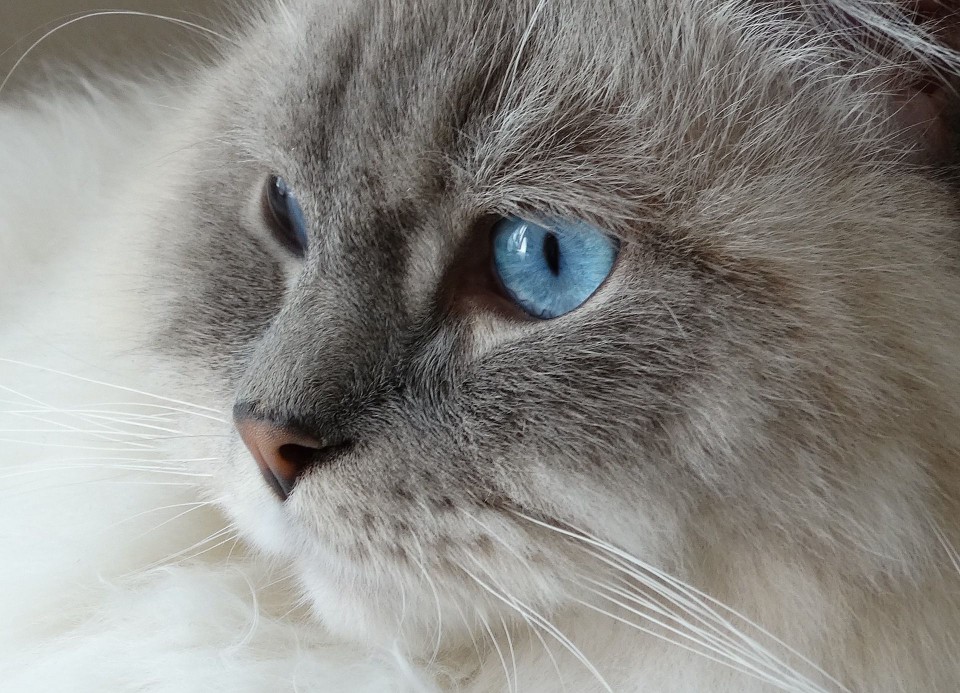 A close-up of a ragdoll cat.