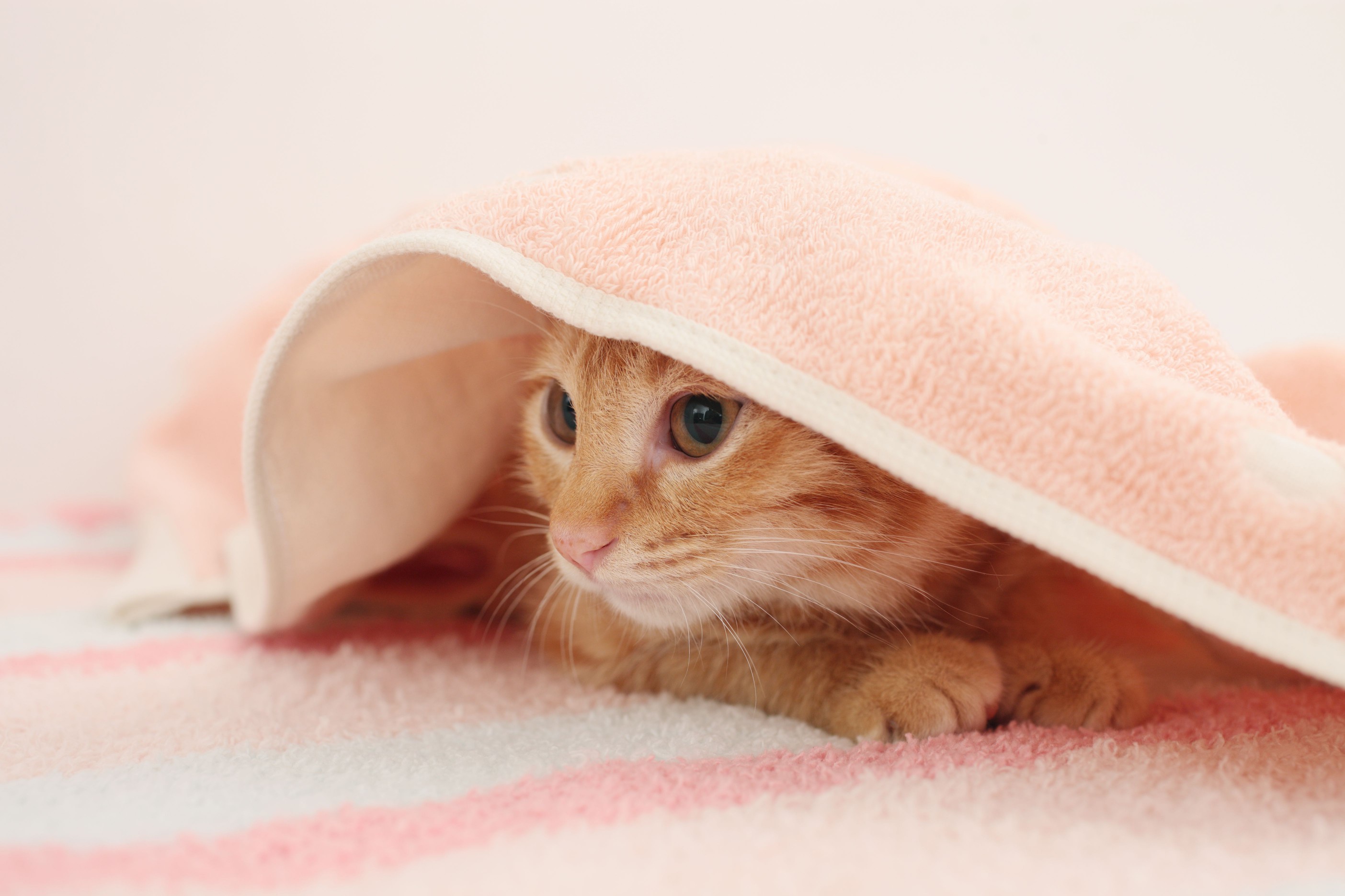 Cat with towel