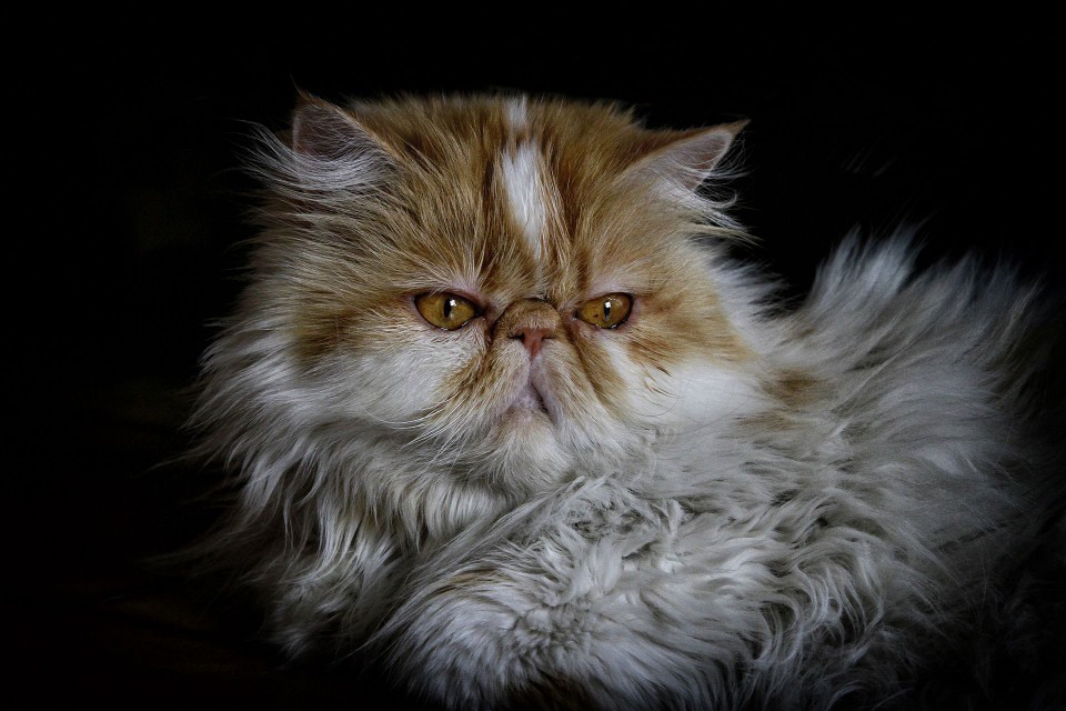 An orange and white Persian cat against a black background.