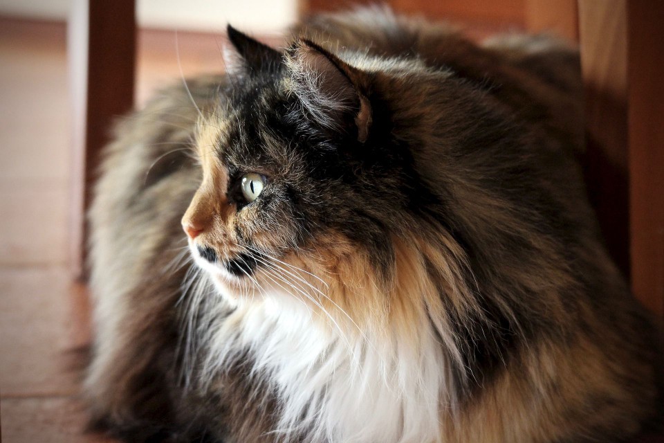 A tri-colored Persian cat.