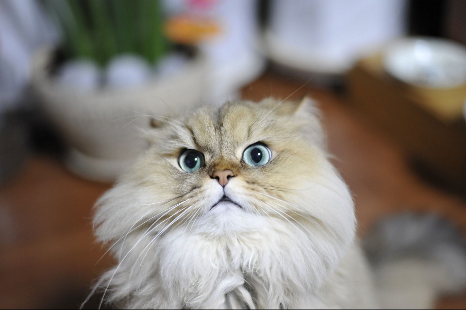 A Persian cat with a concerned look on its face.