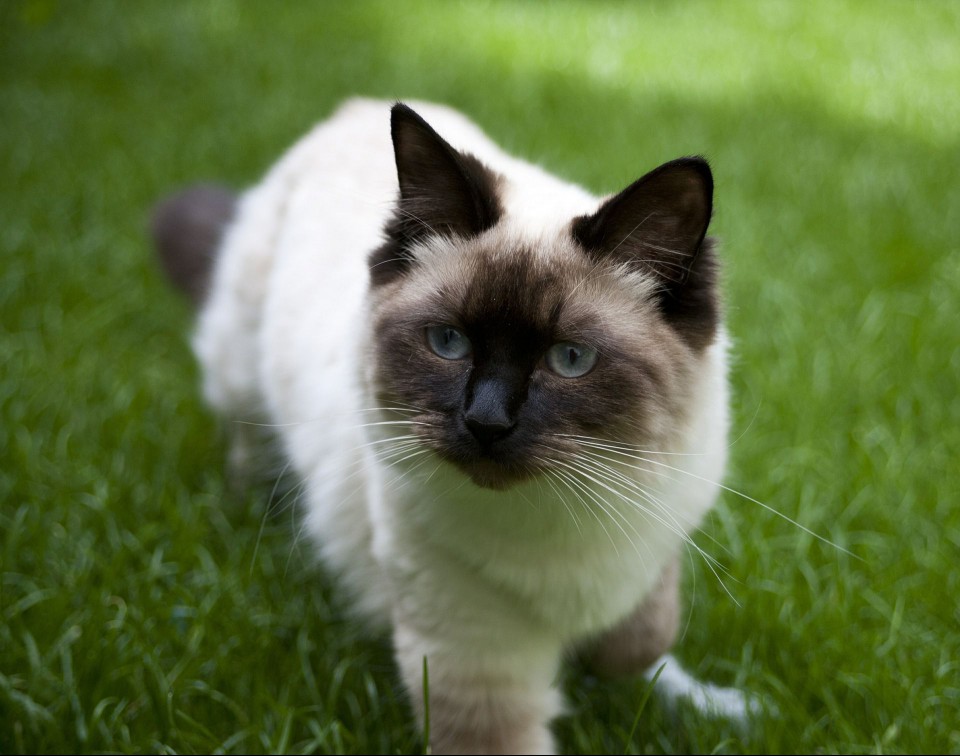 A brown ragdoll cat outdoors.
