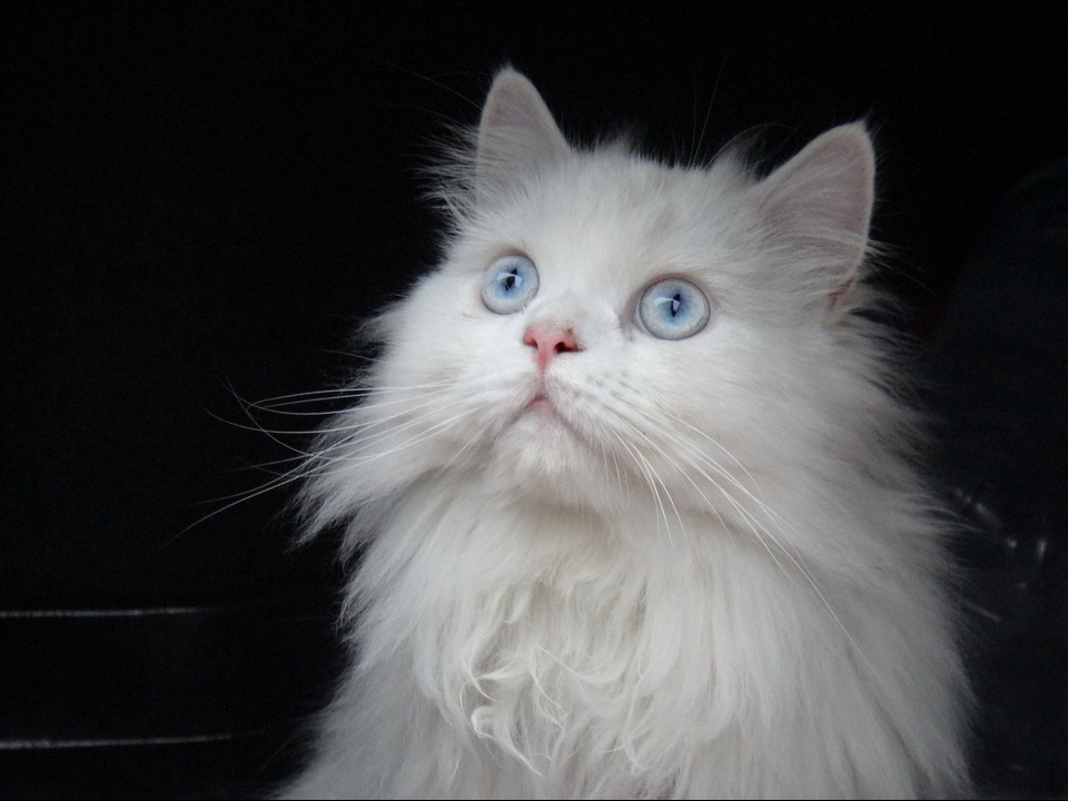 A white Persian cat looking up.