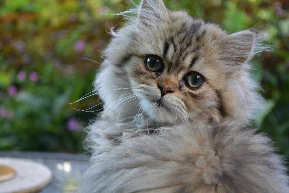 A Persian kitten looking into the camera.