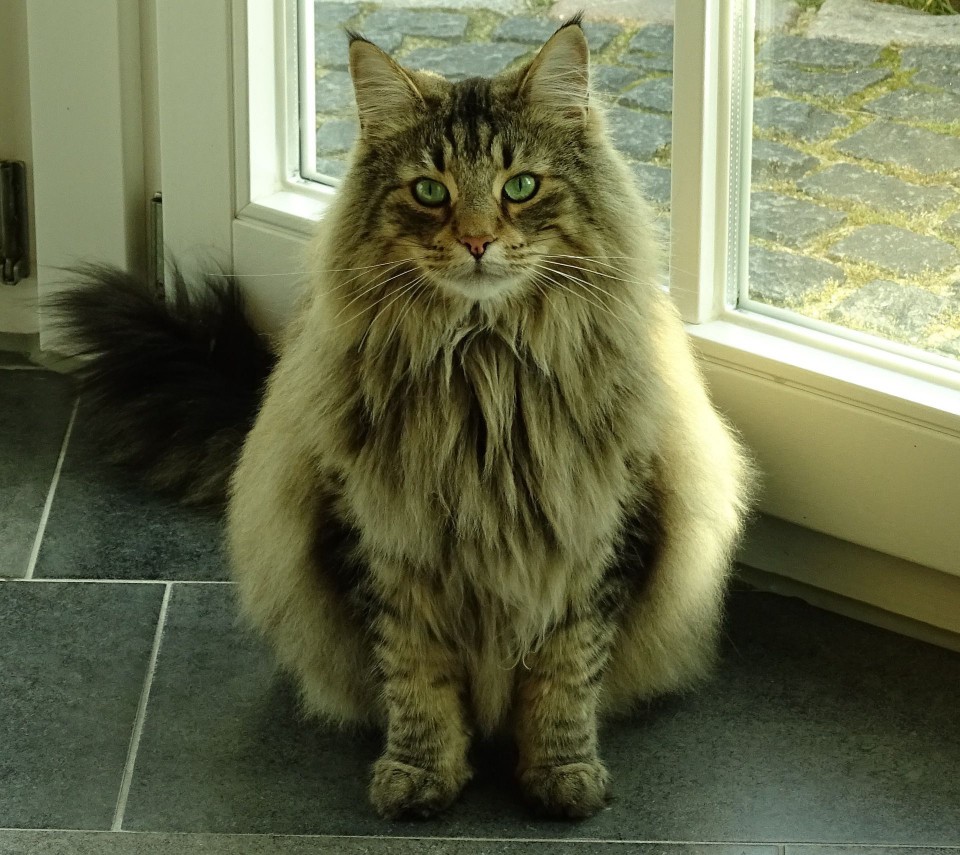 A Norwegian Forest cat with a thick coat.
