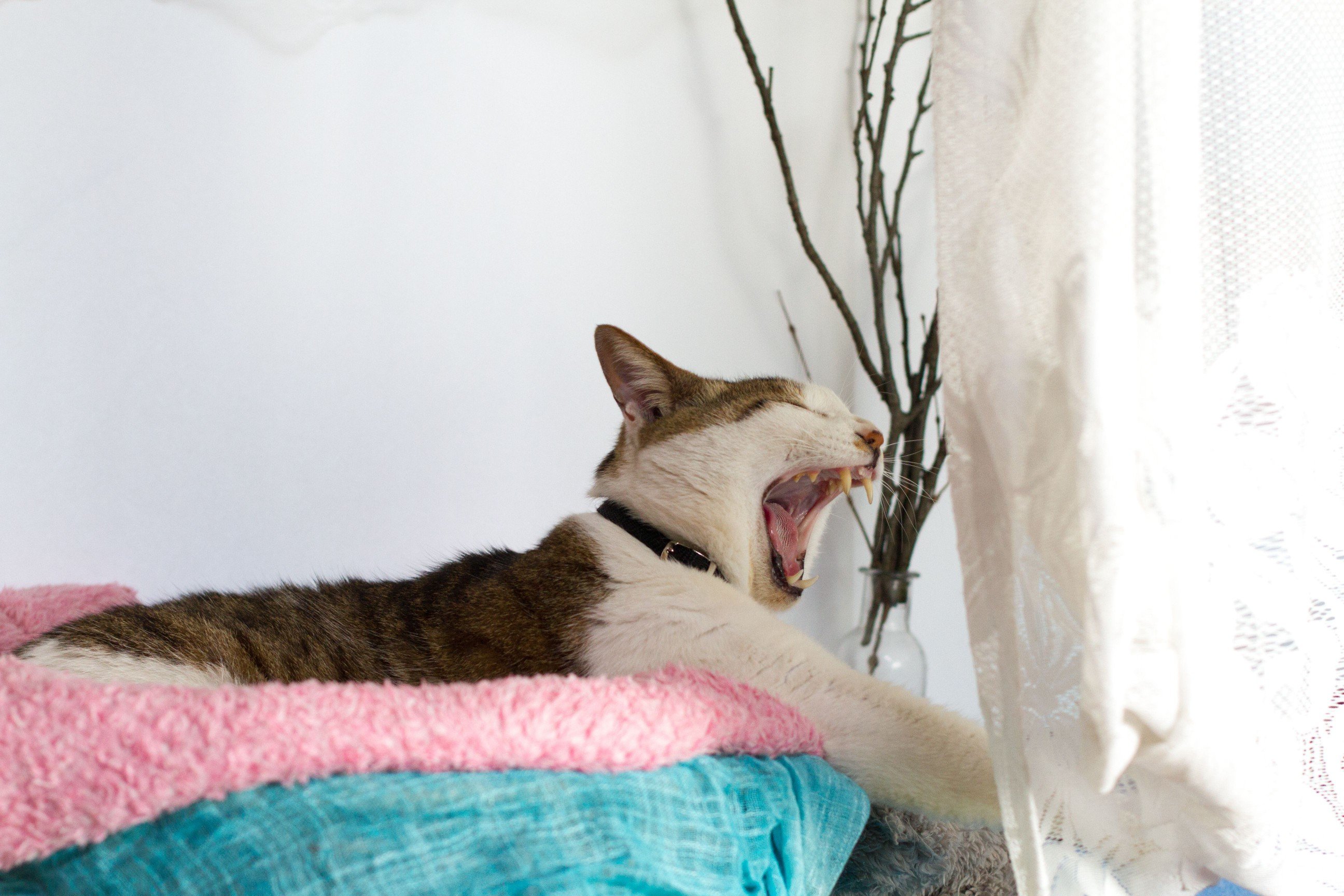 Cat yawning and stretching