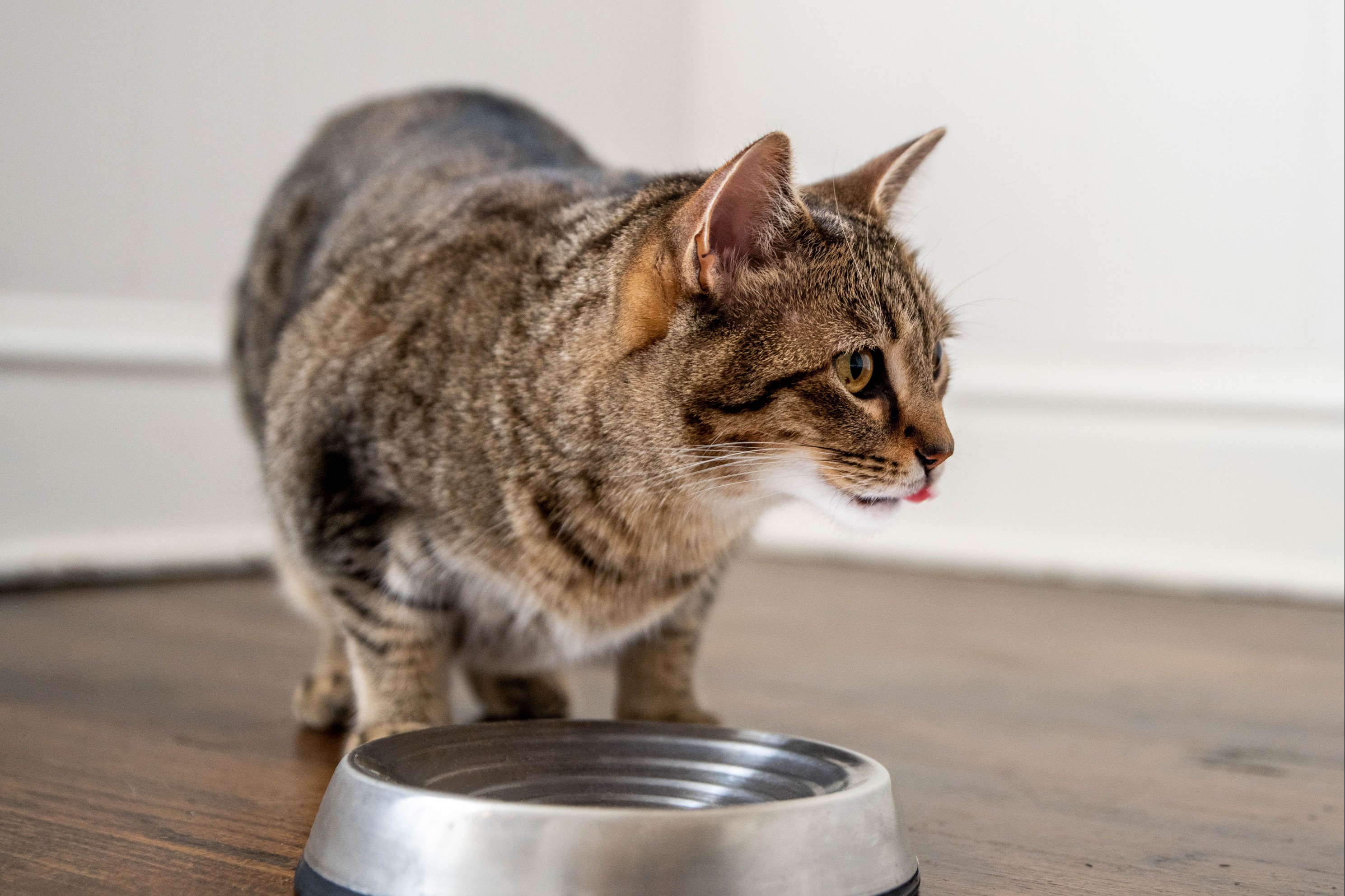 Brown cat with looking to side above silver bowl