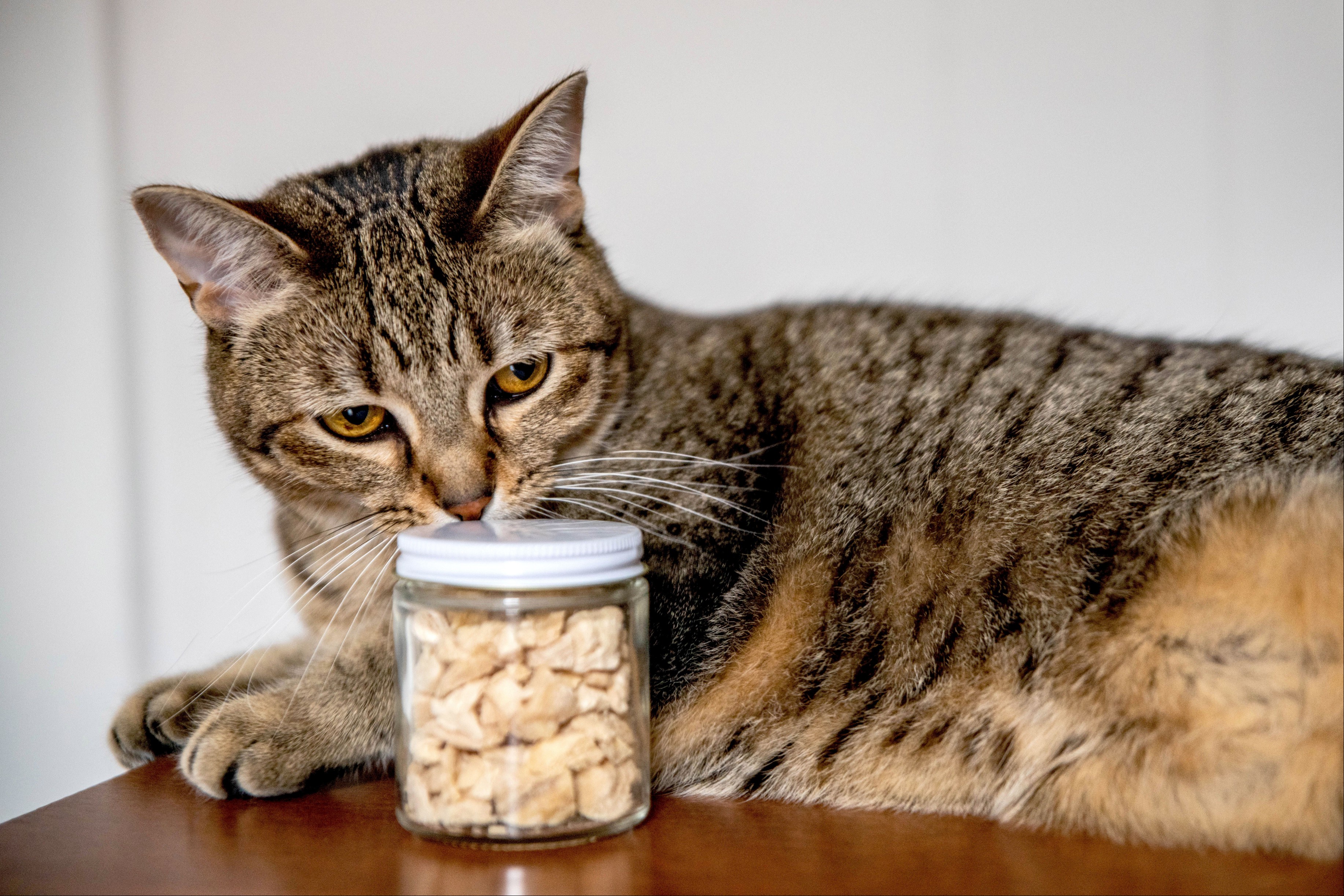 Brown cat sniffing glass container with treats