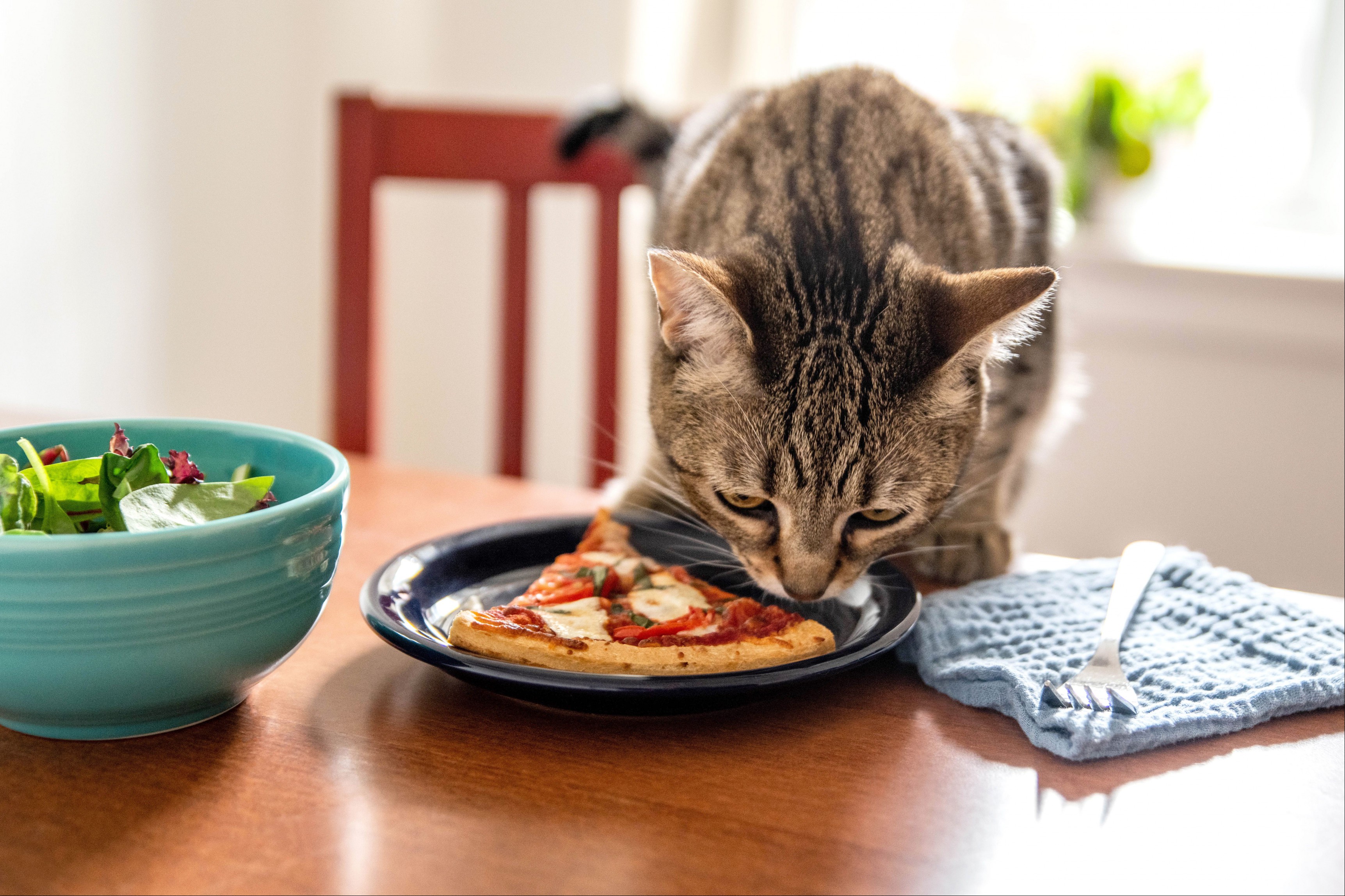 Brown cat sniffing slice of pizza on black plate next to silverware and salad bowl