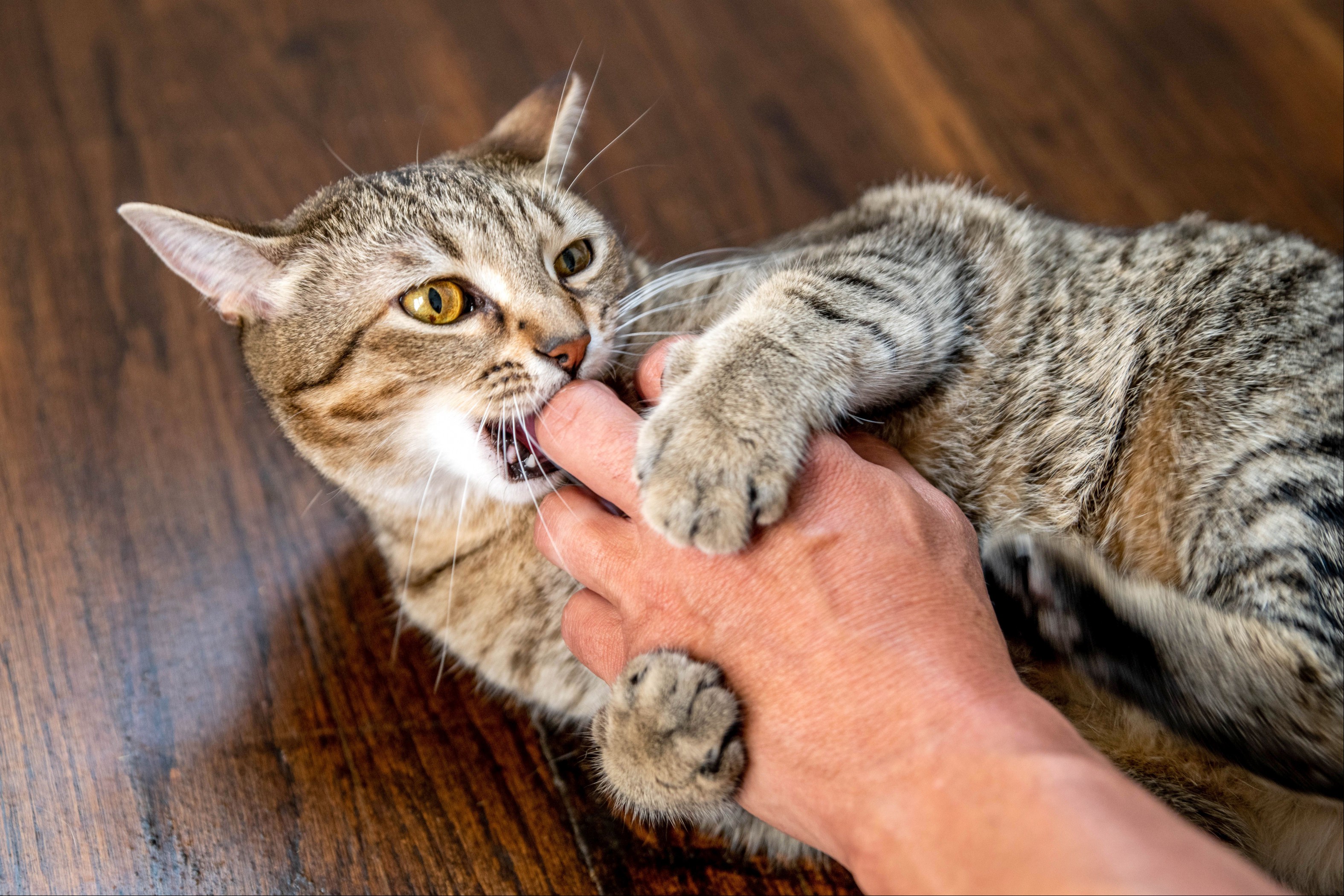 Brown striped cat biting hand aggressively