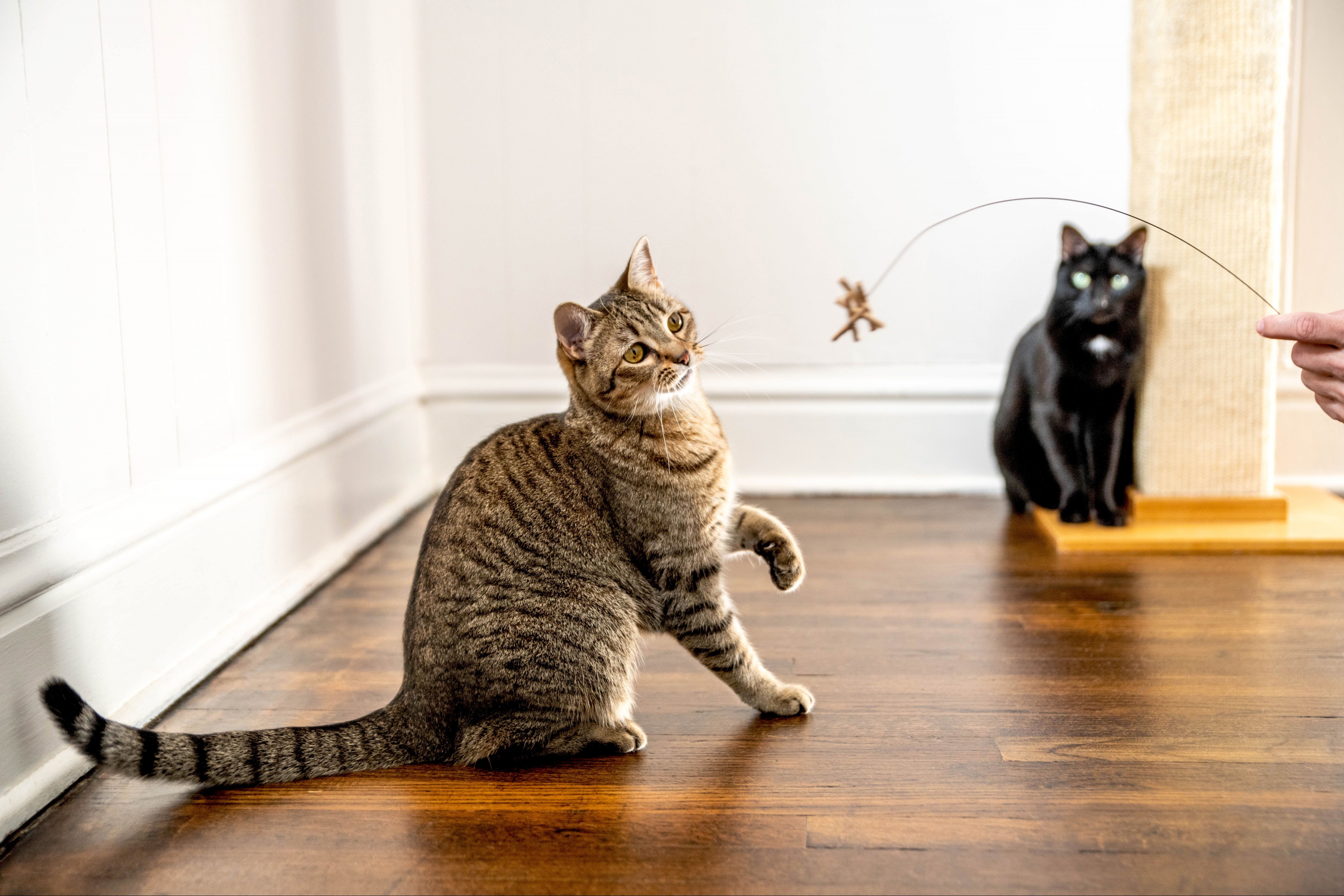 Brown striped cat playing with wired toy in front of black cat