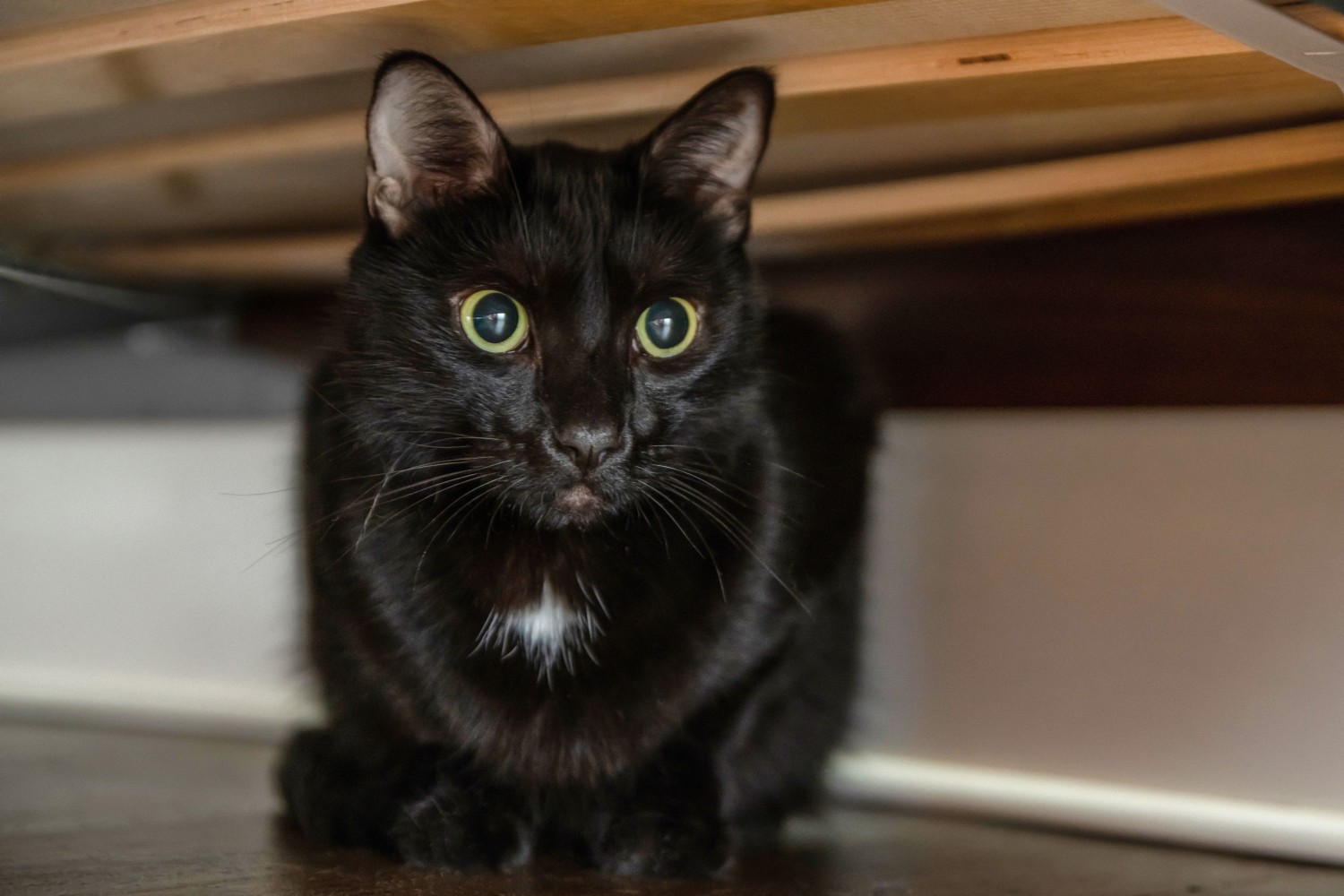 Black cat with yellow eyes hiding underneath furniture
