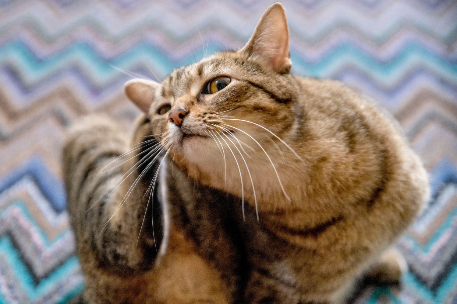 Brown striped cat scratching ear on patterned rug