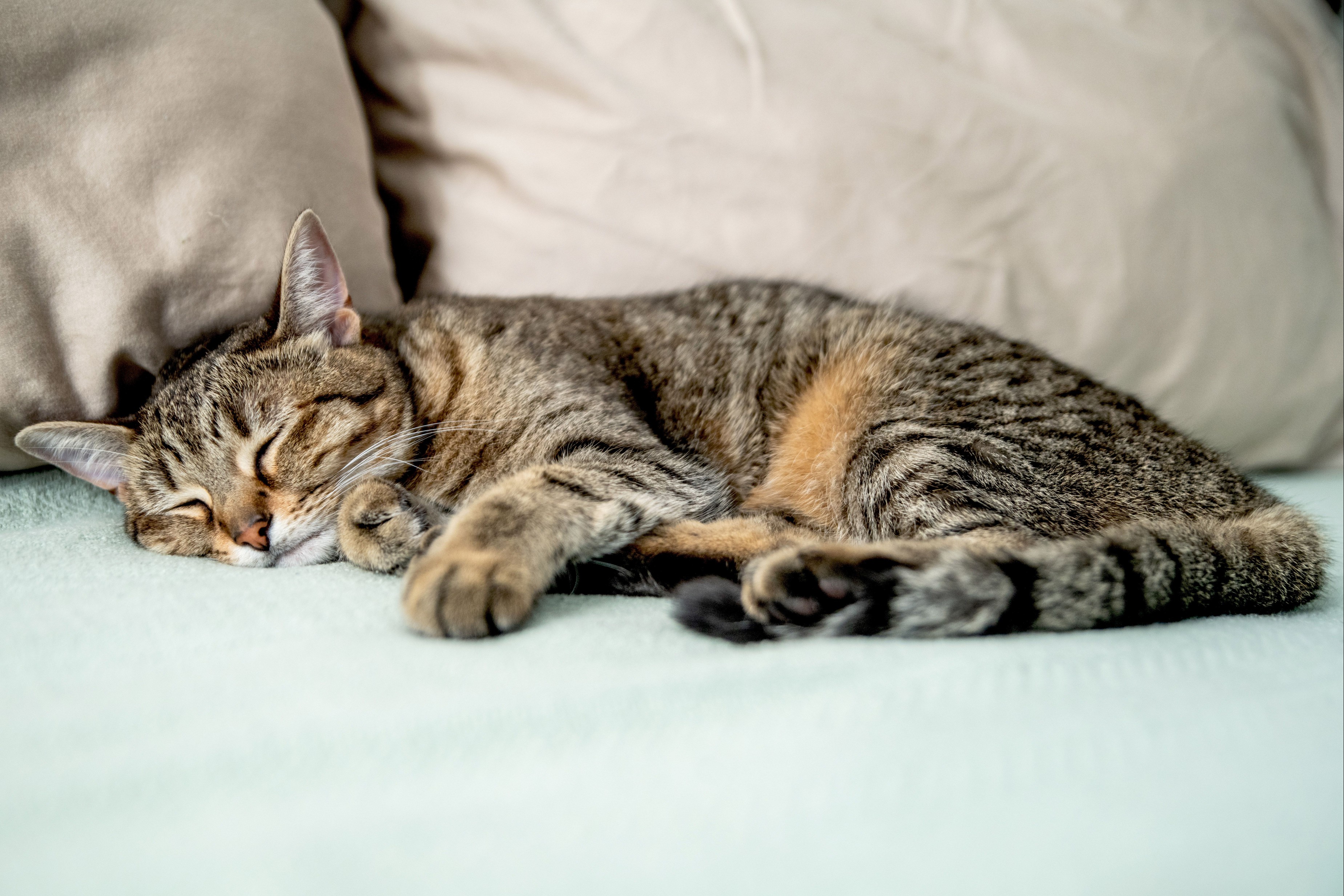 Brown striped cat sleeping on mint green-covered bed and tan pillows