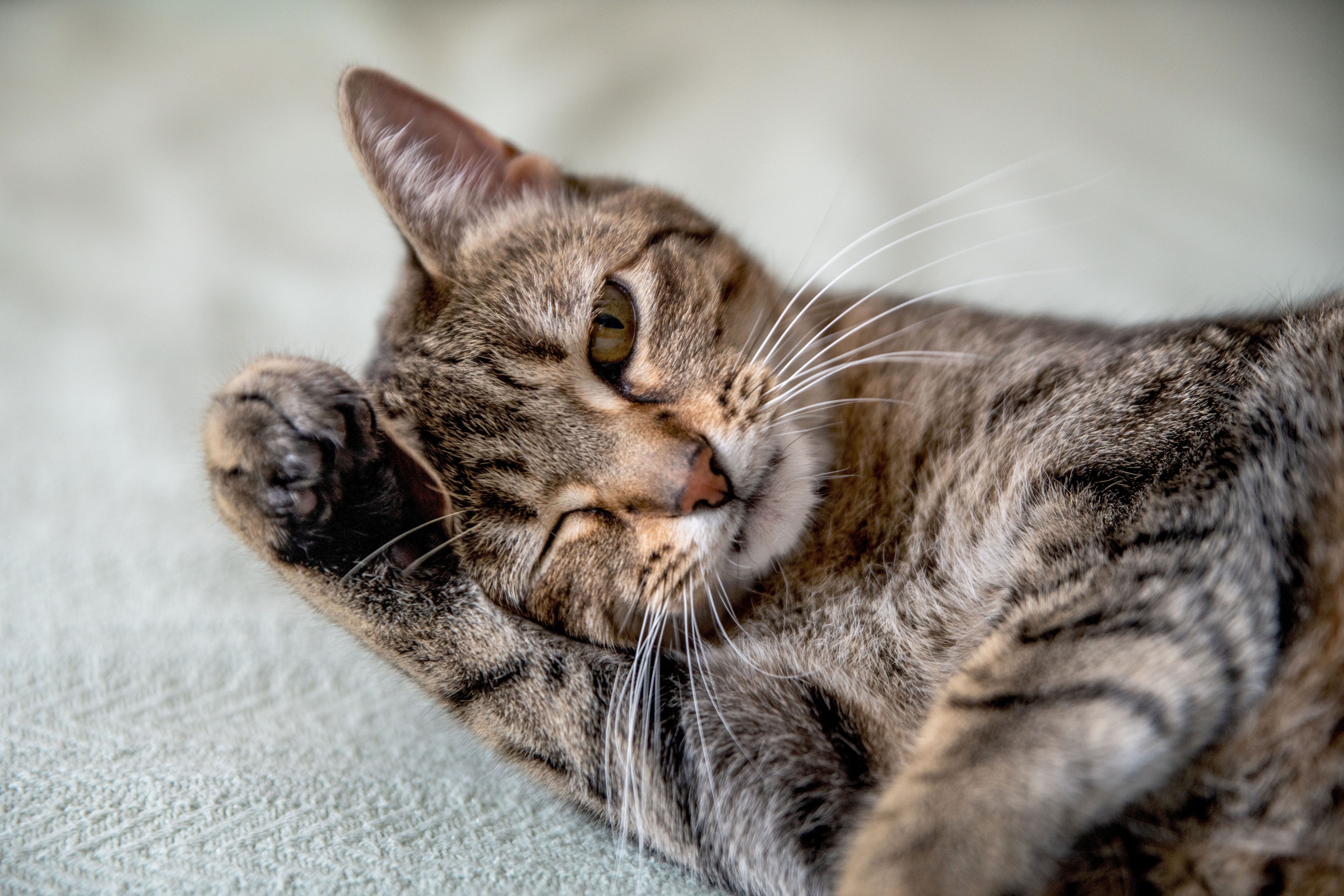 Brown striped cat rubbing its head while grooming