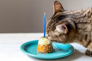 Brown striped cat eating birthday cake with candle