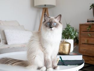15 Majestic Long-Haired Cat Breeds That Will Enchant You