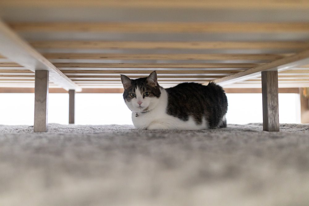 Brown and white cat hiding under bed