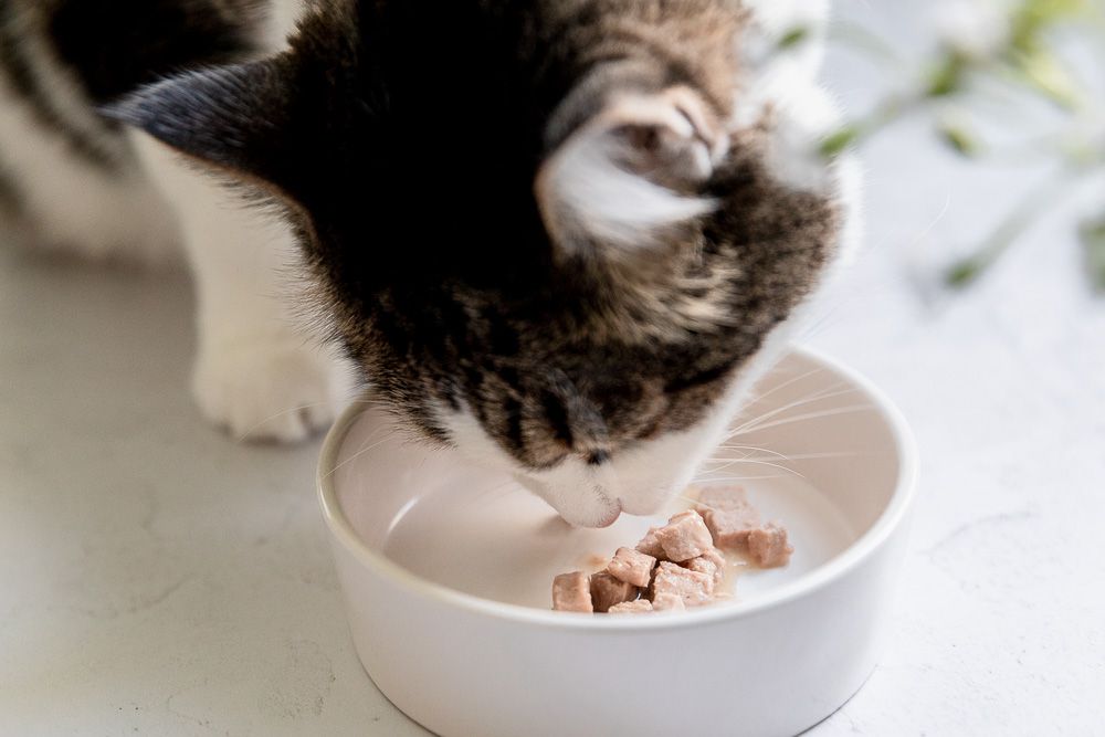 Brown and white cat eating balanced canned food from bowl