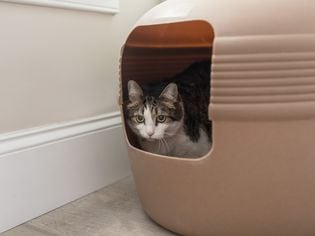 Cat Can't Pee? Here's What to Do