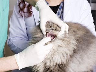 Bad Breath and Drooling in Cats