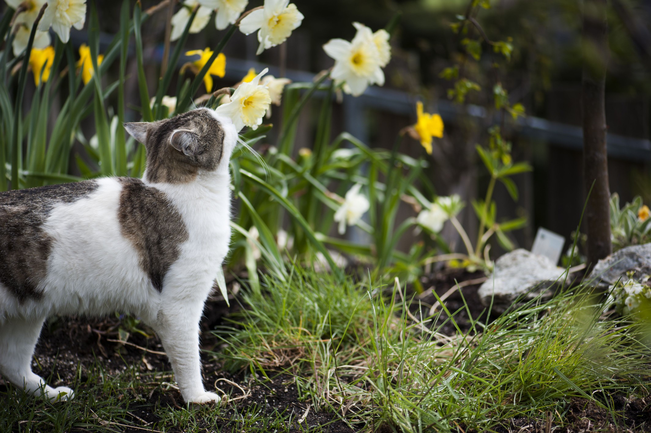 Cat checking daffodils
