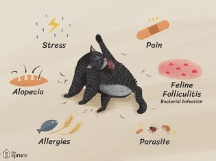 What to Do If Your Cat is Losing Hair on Their Back Legs