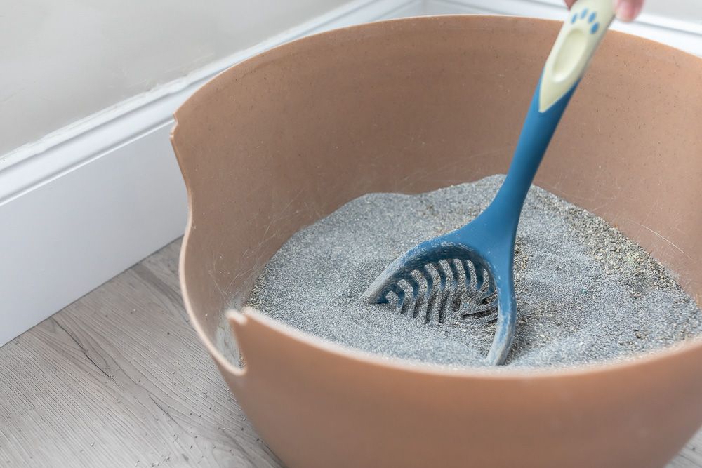 Dirty litter box with scooper inside