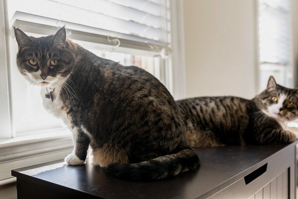 Stressed brown and white cat sitting next to another cat