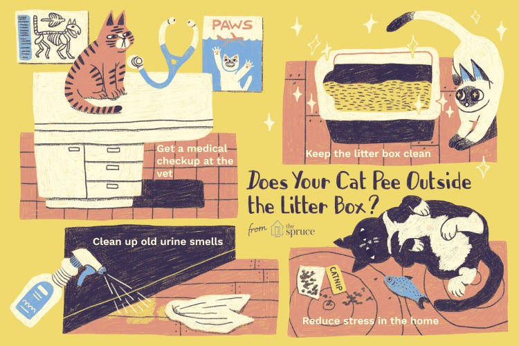 illustration of what to do if your cat pees outside the litter box