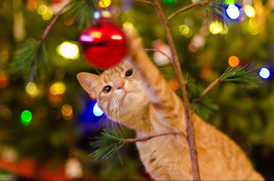 Cat playing with red Christmas ball