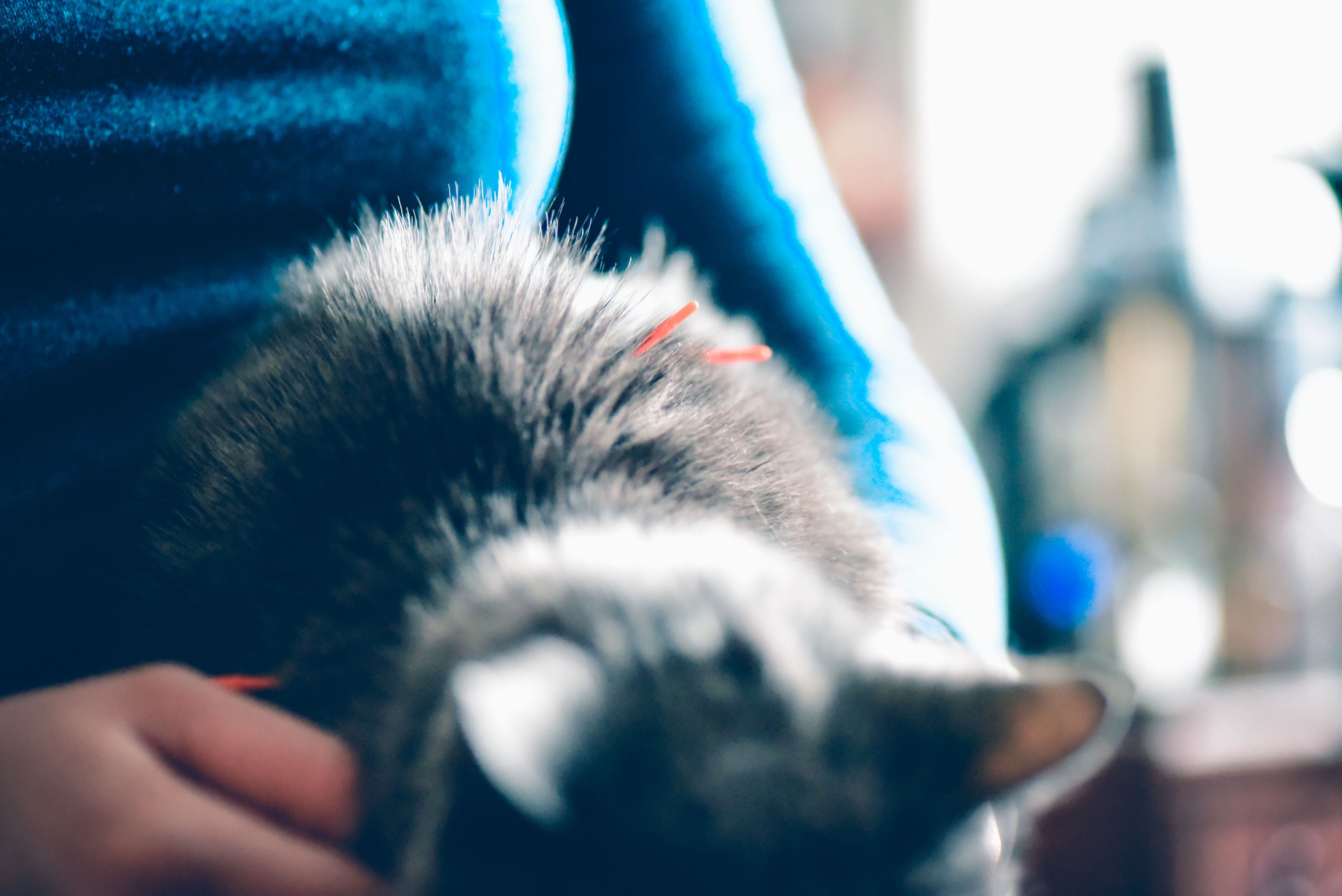 Cat receiving acupuncture.