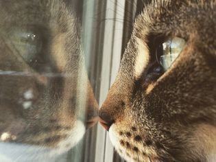 Inappropriate Mentation in Cats