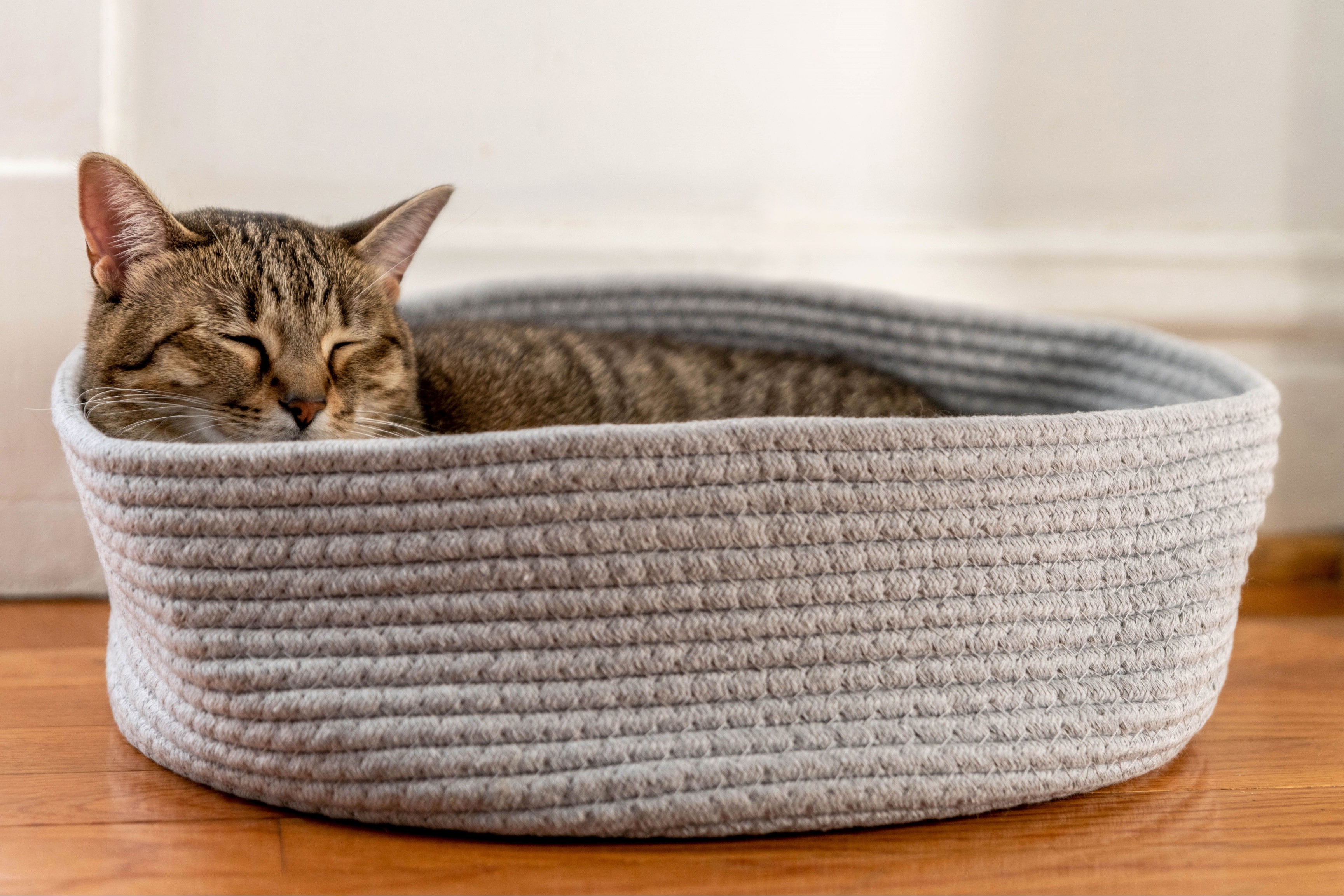 Brown cat sleeping in round cat bed