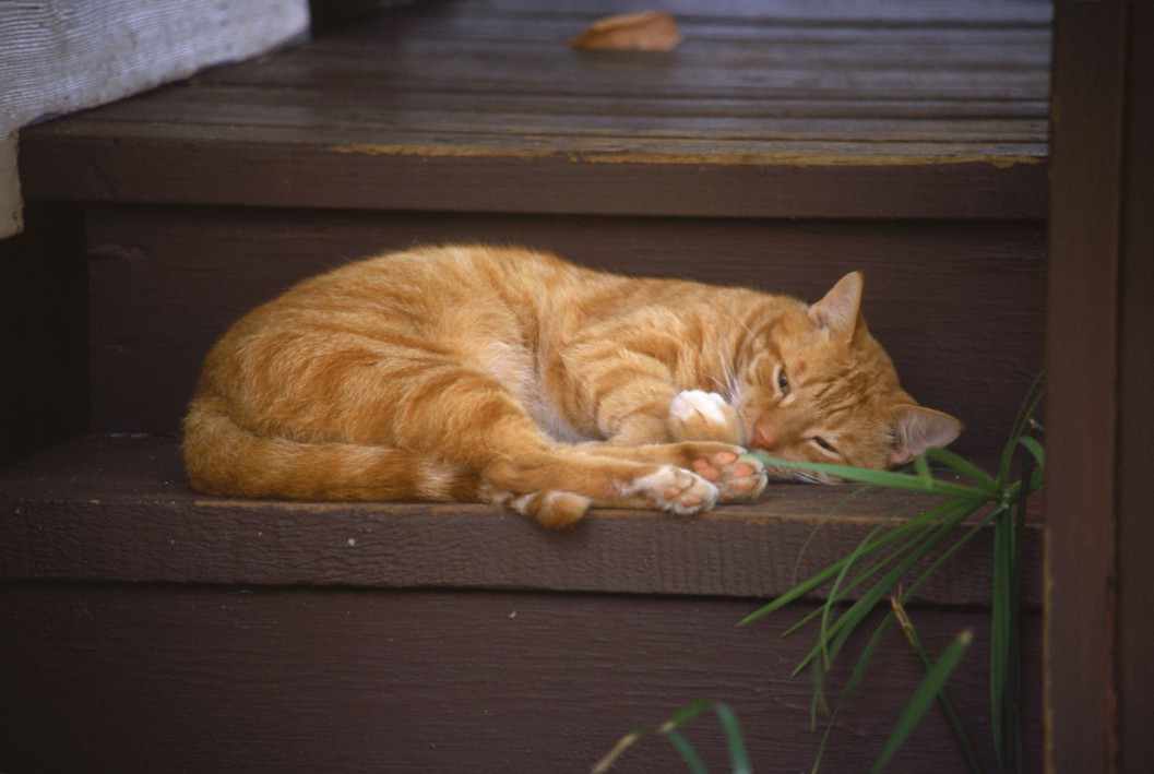 Cat sleeping on stairs, HI