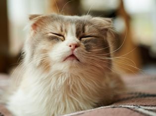 Asthma in Cats