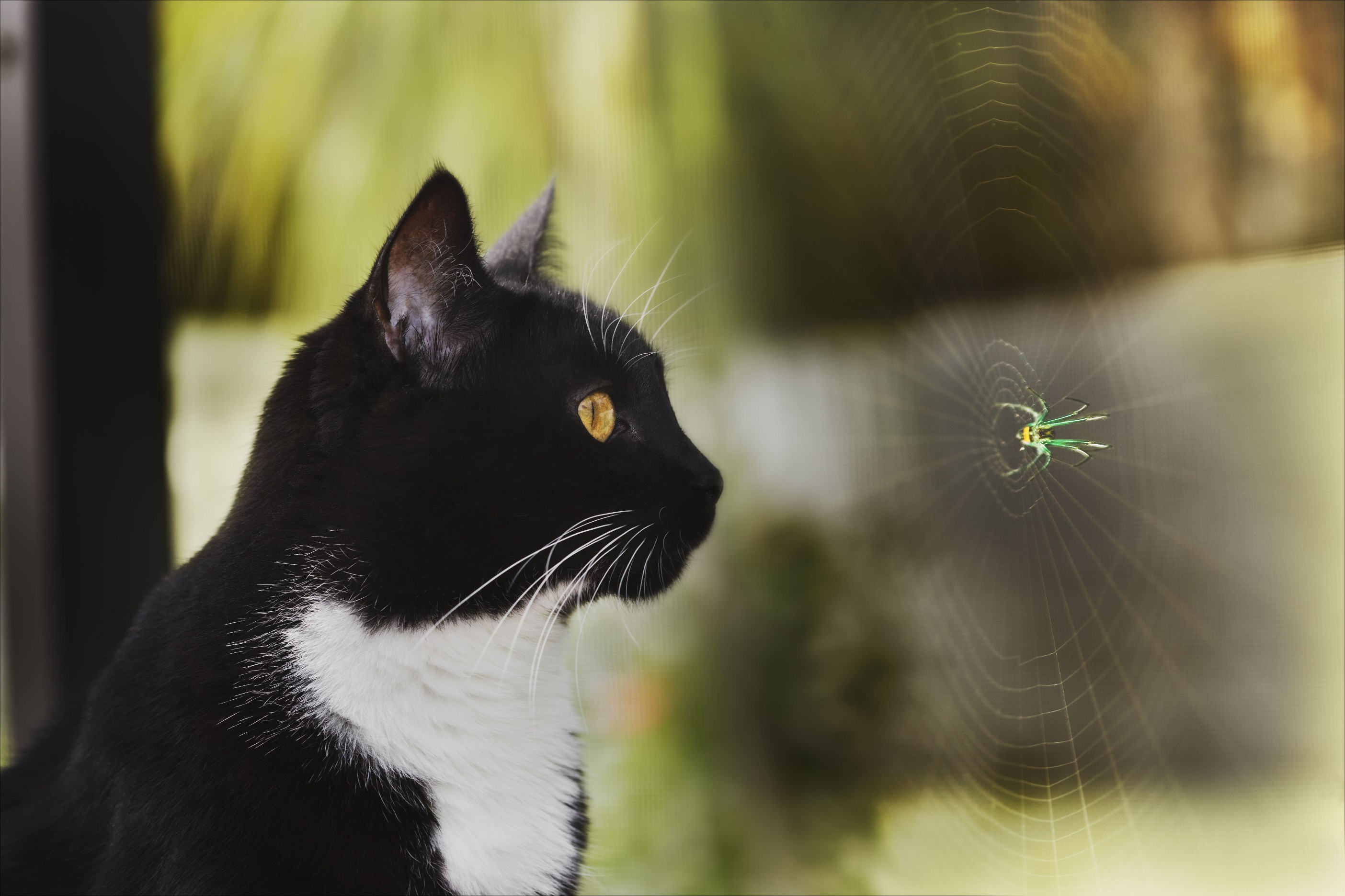 Cat and Spider