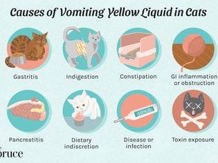 Why Is My Cat Throwing Up Yellow Liquid?