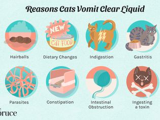 Why Is My Cat Throwing Up Clear Liquid and What Can I Do About It?