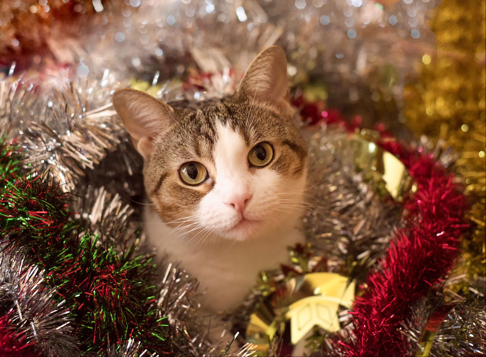 Cat wrapped in tinsel garlands